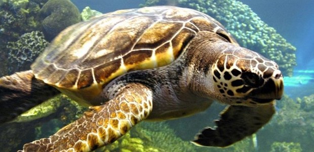 Νεκρή θαλάσσια χελώνα καρέτα - καρέτα στη Μεγάλη Βελανιδιά