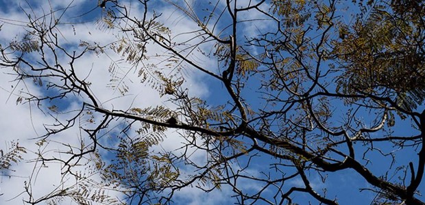 Στη Βαμβακού Φαρσάλων η υψηλότερη θερμοκρασία της ημέρας