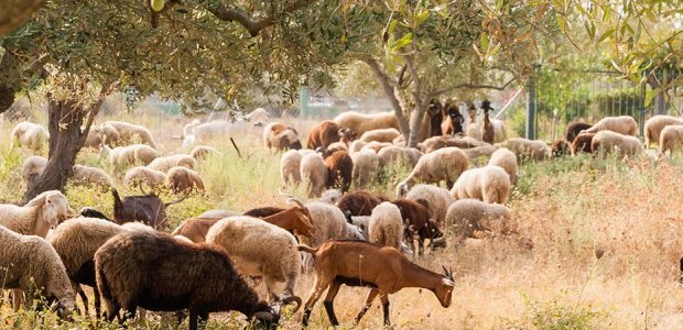 Αποζημιώσεις 1,1 εκατ. ευρώ σε δικαιούχους κτηνοτρόφους