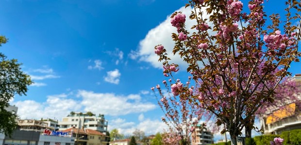 Οι κερασιές ανθίζουν και φέτος στα Τρίκαλα 