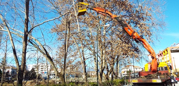 Συνεχίζονται οι εργασίες κλαδέματος δέντρων στην πόλη 