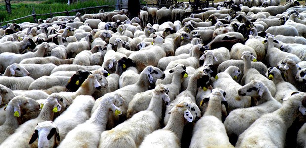 Έκλεψαν κοπάδι με 162 πρόβατα στο Αχίλλιο