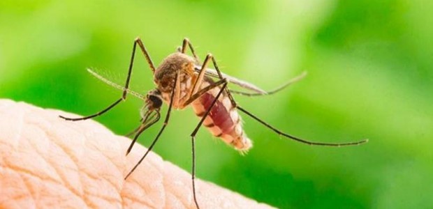 Tρία τα κρούσματα ιού του Δυτικού Νείλου στη Λάρισα