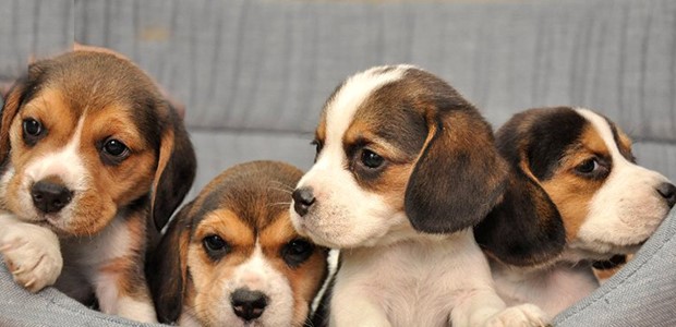 Πέταξε σε κάδο ανακύκλωσης 4 κουτάβια!