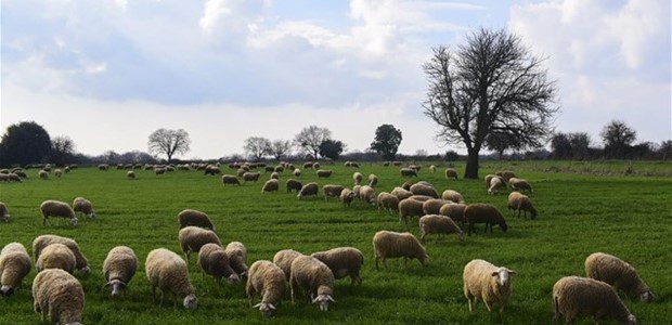 Άμεσα μέτρα στήριξής τους ζητούν οι κτηνοτρόφοι