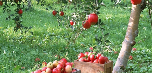 Στα δέντρα κινδυνεύουν να μείνουν τα μήλα