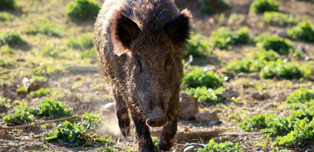Στο έλεος των αγριόχοιρων η Φθιώτιδα