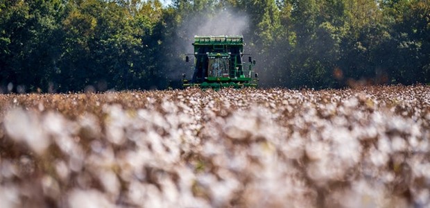 Ζημιά 50% στις βαμβακοκαλλιέργειες λόγω έλλειψης νερού