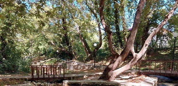 «Πεθαίνουν» τα πλατάνια κατά μήκος του Σπερχειού ποταμού