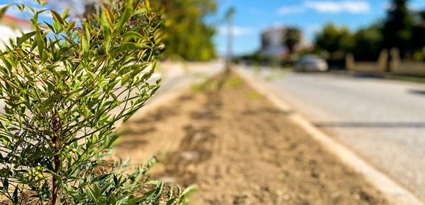 Διαμορφώθηκε με δέντρα και η νησίδα της οδού Παλαιολόγου