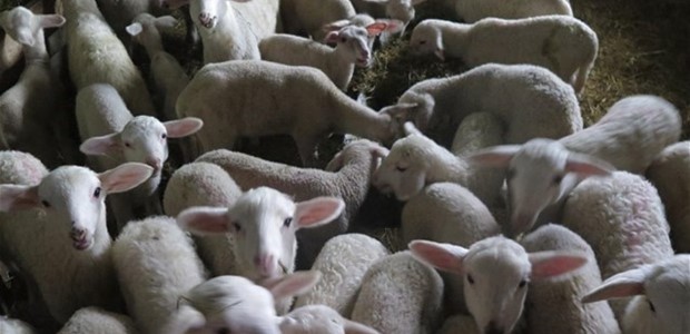 Ο ιός «σφάζει» την κτηνοτροφία