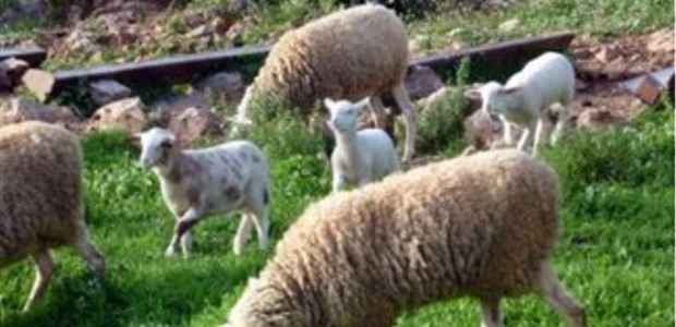 Aγέλη σκυλιών κατασπάραξε 70 πρόβατα κτηνοτρόφου