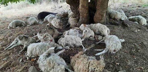 Κεραυνός σκότωσε κοπάδι με 50 πρόβατα στο Μέτσοβο