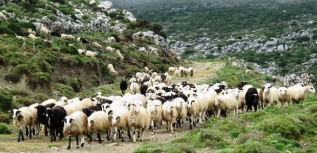 Καταβάλλονται αποζημιώσεις 1,8 εκατ. ευρώ σε κτηνοτρόφους