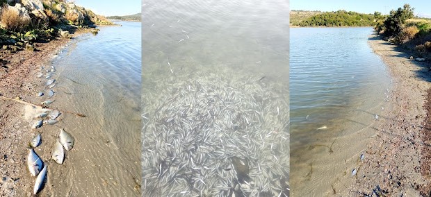 Θεσπρωτία: Χιλιάδες νεκρά ψάρια στη λιμνοθάλασσα Δρεπάνου