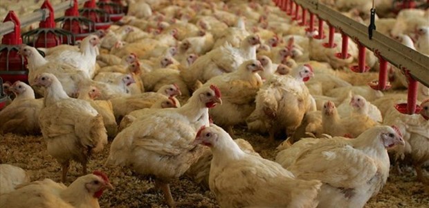 Οι ελληνοποιήσεις απειλή για τους πτηνοτρόφους