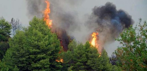 Λιγότερες φέτος οι δασικές πυρκαγιές