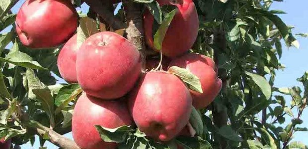 Πρωτιά Θεσσαλίας σε εκτάσεις με μηλιές και αχλαδιές 