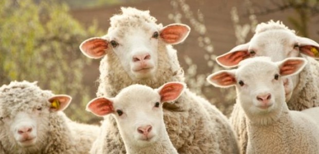 Εμβολιασμός κατά του καταρροϊκού πυρετού των προβάτων