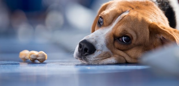 Δηλητηρίασαν 4 σκυλιά δίπλα στις Φοιτητικές Εστίες