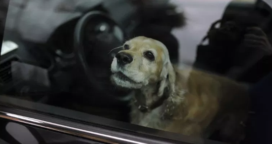 Νέα δίκη για τον θάνατο του σκύλου