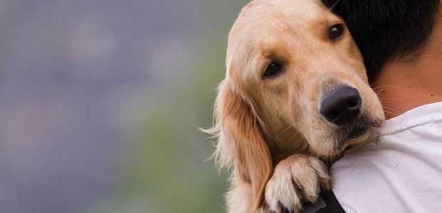 Πρόγραμμα διαχείρισης αδέσποτων ζώων συντροφιάς