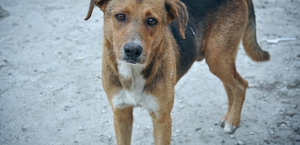 Συνελήφθη ο άνθρωπος που δολοφόνησε σκύλο 