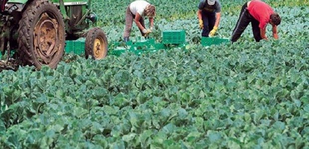 Έρχονται από την Αίγυπτο 5.000 εργάτες γης 