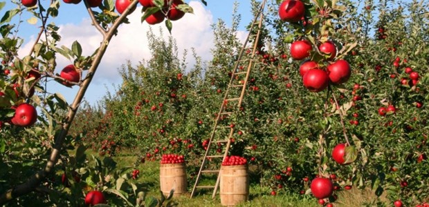 Κίνδυνος υποβάθμισης των μήλων Ζαγοράς