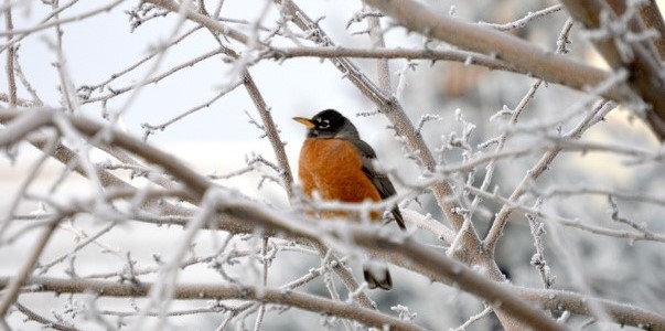 Κάτω από τους -16° C η θερμοκρασία το πρωί της Κυριακής