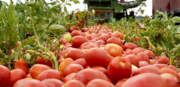 Ολοκληρώθηκαν οι φυτεύσεις βιομηχανικής ντομάτας 
