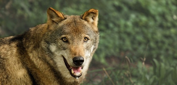 Λύκοι στην Ανάβρα προκαλούν ανησυχία στους κατοίκους