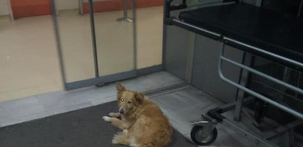 Σκυλίτσα περιμένει 5 χρόνια το νεκρό αφεντικό της 