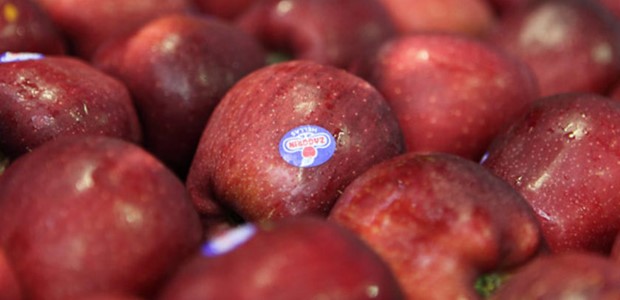 Αυξημένη η ζήτηση για τα μήλα Ζαγορίν 