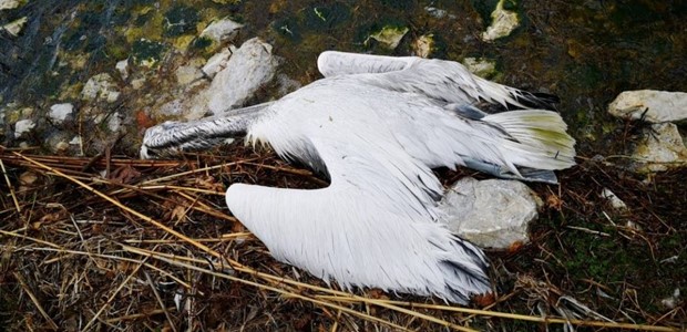 Νεκροί αργυροπελεκάνοι στη Λίμνη Κάρλα