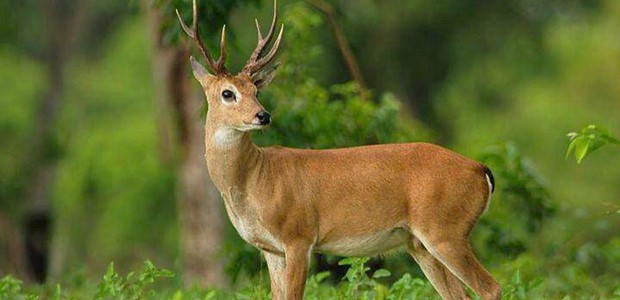 Επιχείρηση διάσωσης τραυματισμένου μικρού ελαφιού 