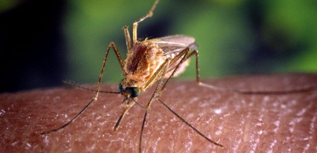 Ανησυχία για τον μεγάλο αριθμό κουνουπιών και στη Θεσσαλία 