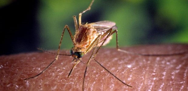 Ιός Δυτικού Νείλου: Καταγράφηκε το πρώτο κρούσμα για φέτος 