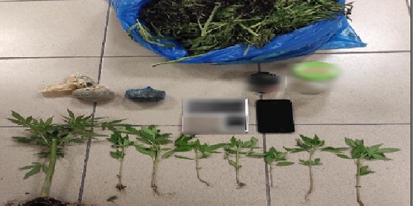 Συνελήφθη 30χρονος για καλλιέργεια δενδρυλλίων 