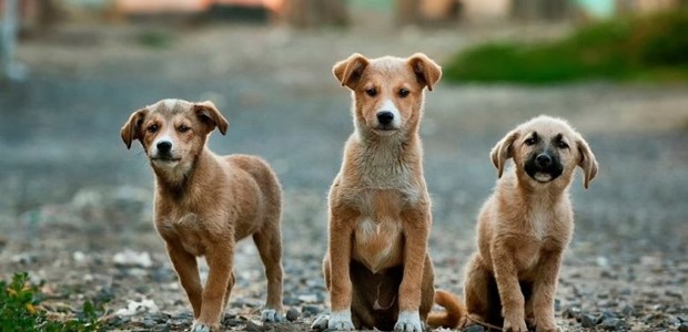 Δηλητηρίασαν τρία αδέσποτα σκυλιά στο Μουζάκι