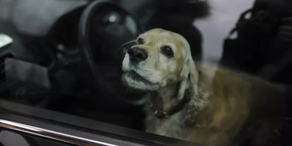 Πρόστιμο 3.000 ευρώ για τον θάνατο του σκύλου