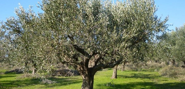 Ανησυχία παγκοσμίως και για το ελαιόλαδο