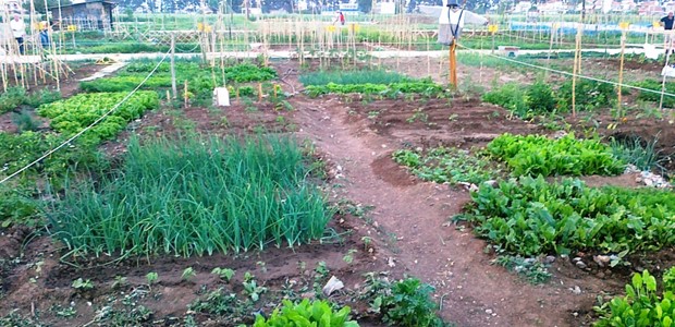 Νέα διανομή κηπαρίων στο δημοτικό λαχανόκηπο