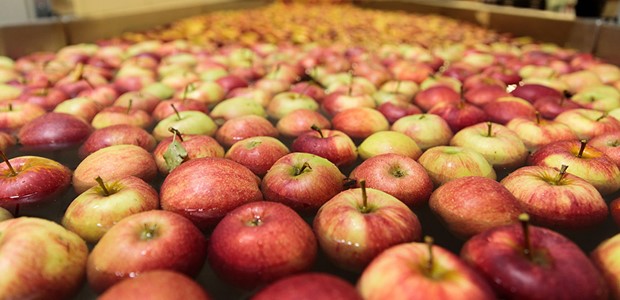 Απάτη στον συνεταιρισμό Αγιάς με 17,5 τόνους μήλα