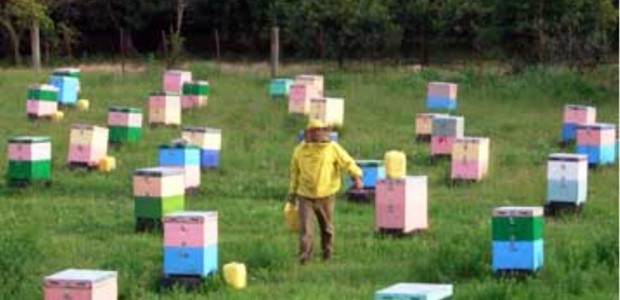 Έκλεβε κυψέλες με μελίσσια και συνελήφθη