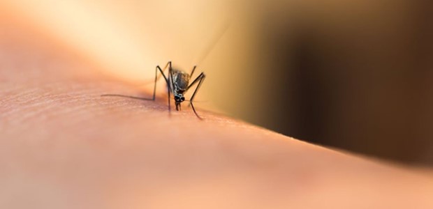 Κουνούπια με ιό του Δυτικού Νείλου στη Θεσσαλία