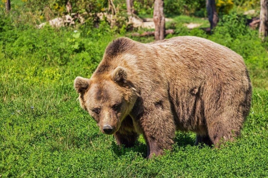 Αρκούδα επιτέθηκε σε άνδρα