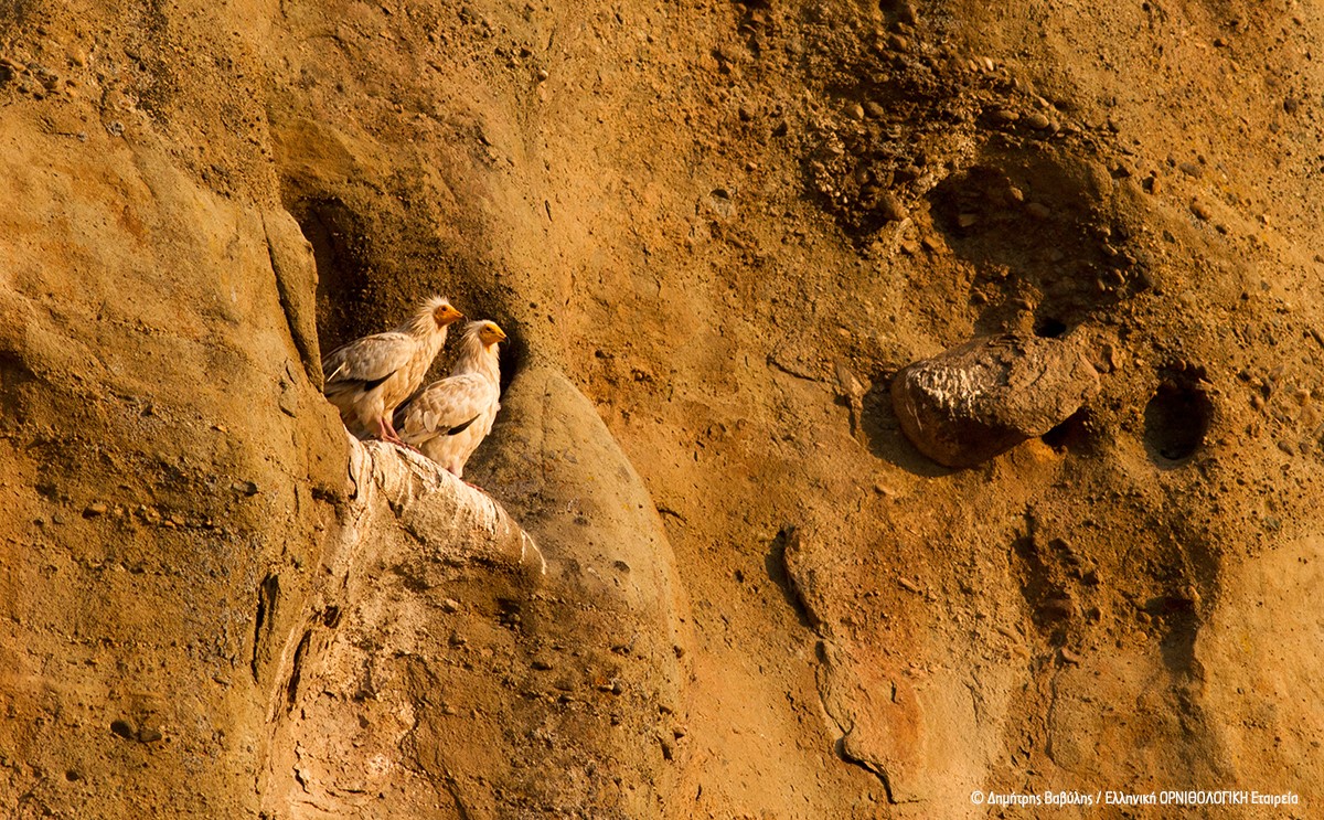 Ζευγάρι Ασπροπάρηδων στα βράχια τους μετά από χρόνια