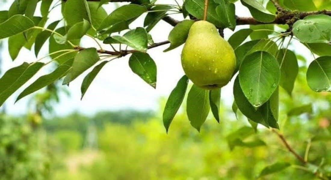 Η κλιματική αλλαγή ξαναγράφει τον αγροτικό χάρτη 