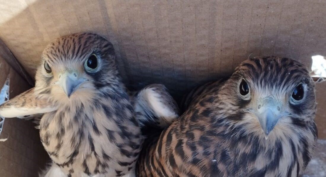 Διαθέτει Τμήμα Διαχείρισης Άγριας Πανίδας με ορατό έργο